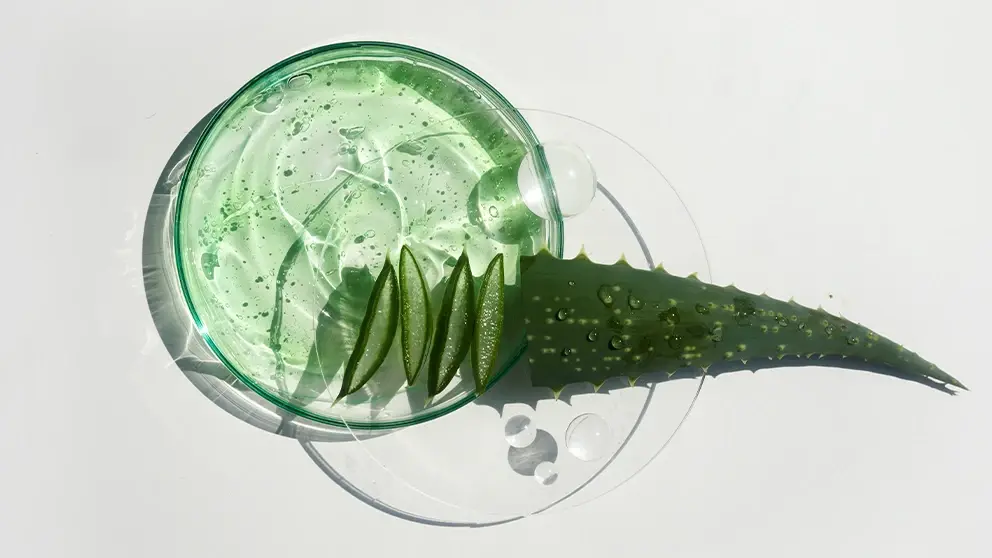 KIKOBeautyGlossary HalfBanner AloeVera